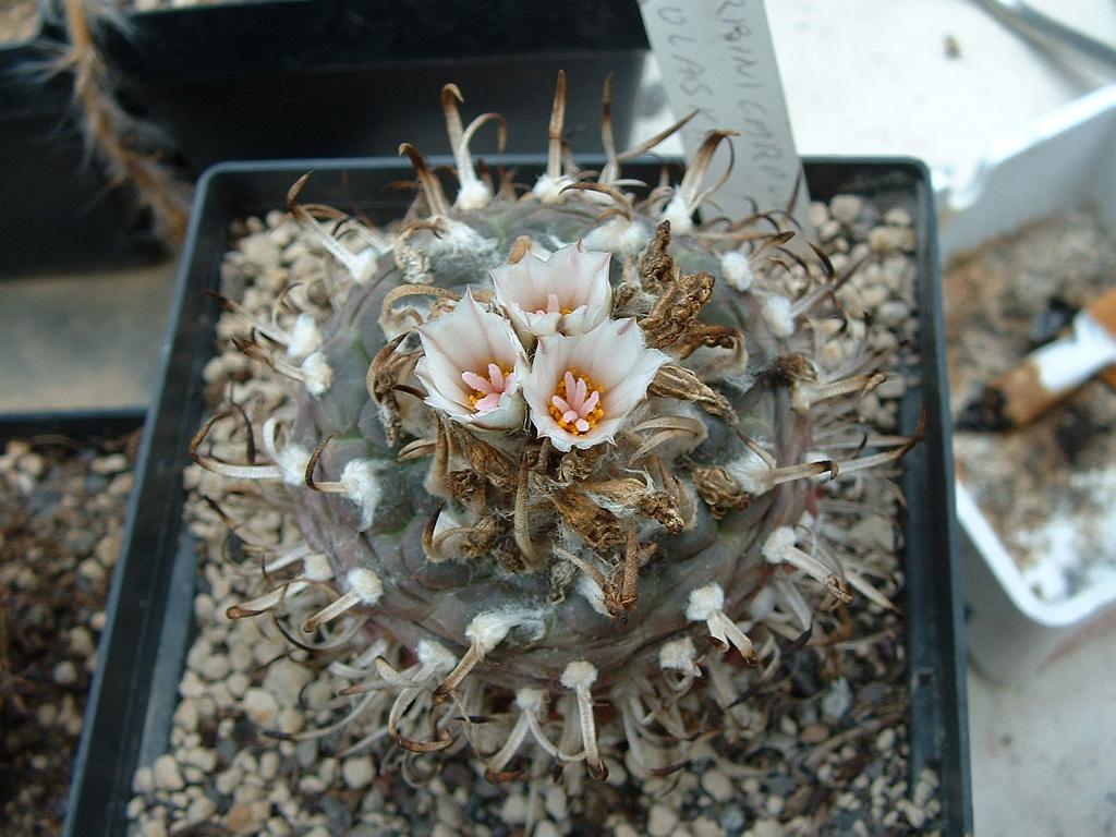 Turbinicarpus polaskii1.JPG